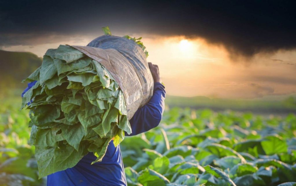 A tobacco field at sunset in Bangladesh