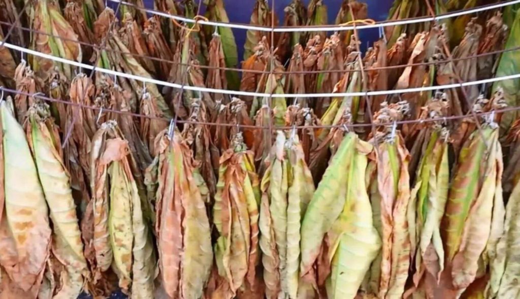 A pile of air-cured Virginia tobacco leaves