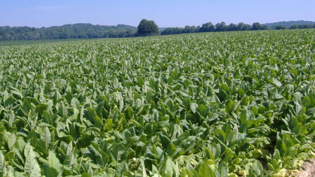 A tobacco field in the summer.